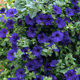 Set of 3 of 6 Large Plants - Petunia Express Blue, Outdoor Garden Ready