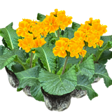 Polyanthus Orange