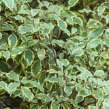 Pittosporum Malahide