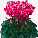 Cyclamen Flame Deep Rose