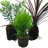 Set of 3 or 6 Container Middles Plants - Cupressus Wilma, Cordyline Red Star & Hebe Varigata