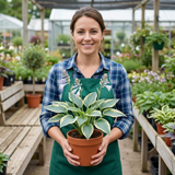 Set of 3 or 6 Large Hosta Plants - First Frost Plantain Lily, Ready to Plant in Your Garden