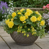 1 Large Plant - Begonia Non Stop Mocca Yellow, Outdoor Garden Ready, 5L Pot