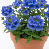 1 Large Plant - Nemesia Nuvo Blue 180, Outdoor Garden Ready, 2L Pot