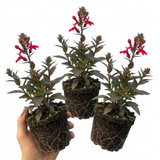 Set of 3 or 6 Lobelia Starship Scarlet Upright Hardy Perennial Plants, Summer Bedding, Garden Ready, 1 Litre Root Ball