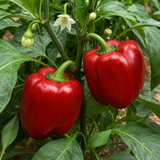 1 Sweet Pepper Red King Plant, Easy to Grow Your Own Vegetables, Garden Ready, 2Ltr Root-Ball