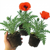 Set of 3 or 6 Papaver Orientale Beauty of Livermere Plants, Hardy Perennial Oriental Poppy, Outdoor Garden Ready, 1 Litre Root-Ball