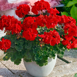 Set of 3 or 6 Large Plants - PelargoniumToscana Dolce Vita Mylena / Gisela / Smart Senna
