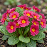 Set of 3 or 6 Large Plants - Primrose Strawberry, Ready to Plant in Your Garden, Peat Free