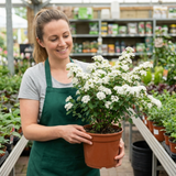 1 Spiraea Snowmound Plant, Outdoor White Flowering Hardy Compact Shrub, Bee Friendly, 2 Litre Root-Ball