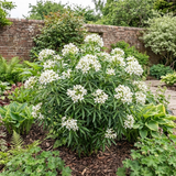 1 Choisya White Dazzler Plant, Fragrant Hardy Evergreen Garden Shrub, Mexican Orange Blossom, 3L Root Ball