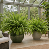 Boston Fern Nephrolepis, Pet-Safe Air Purifying Indoor Houseplant, 1 Litre Pots
