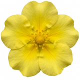 1 Potentilla Goldfinger Hardy Yellow Flowering Shrub, Bee Friendly Garden Plant, 2 Litre Root Ball