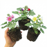 Set of 3 or 6 Hollyhock Growers Mix Hardy Cottage Garden Perennial Plants, Bee Friendly, Outdoor Garden Ready, 1 Litre Root-Ball