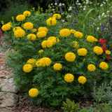 1 Large Plant - Marigold Durango Yellow, Ready to Plant in Your Garden, 2L Pot