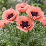 Set of 3 or 6 Papaver Orientale Victoria Louise Hardy Perennial Poppy Plants, Outdoor Garden Ready, 1 Litre Root-Ball
