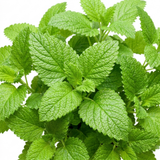 Set of 3 or 6 Lemon Balm Mint Plants Fresh Live Hardy Perennial Herb Garden Ready Plants 1 Litre Root Ball