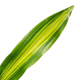 1 Dracaena Lemon Lime Dragon Tree Houseplant, Easy Care Indoor Plant, 17cm Root Ball