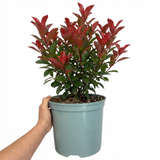 1 Photinia Louise Plant, Hardy Evergreen Red Leaf Hedge Shrub, Outdoor Garden Ready, 26cm Root Ball
