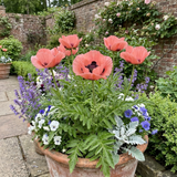 Set of 3 or 6 Papaver Orientale Victoria Louise Hardy Perennial Poppy Plants, Outdoor Garden Ready, 1 Litre Root-Ball