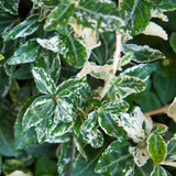 Set of 3 or 6 Euonymus Emerald Gaiety Variegated Hardy Evergreen Shrubs Outdoor Garden Ready Low Maintenance Ground Cover Plants 1 Litre Root Ball