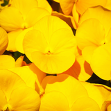 Upright Pansy Delta Pro Yellow