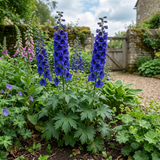Set of 3 or 6 Delphinium Dark Blue Black Bee Tall Hardy Perennial Plants, Summer Flowering Border Plants, Outdoor Garden Ready, 1 Litre Root-Ball