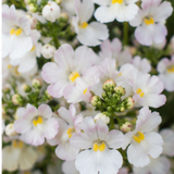 1 Large Plant - Nemesia Lady Mary, Ready to Plant in Your Garden, 5L Pot
