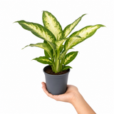 Dieffenbachia Camilla Variegated Dumb Cane, Indoor Houseplant, 12cm Pots