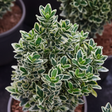 Euonymus White Spire