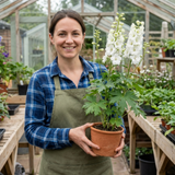Set of 3 or 6 Delphinium Pacific Giants Galahad Hardy Perennial Plants, Tall Cottage Garden Flowers, Outdoor Garden Ready, 1 Litre Root-Ball