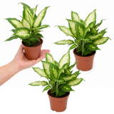 Variegated Dumb Cane Dieffenbachia Plant, Indoor Houseplant, 12cm 1 Litre Pots
