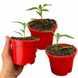 Set of 3 or 6 Large Chilli Pepper Plants - Armageddon, Ready to Plant in Your Garden