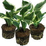 Hosta Francee