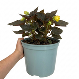 1 Large Plant - Begonia Non Stop Mocca Yellow, Outdoor Garden Ready, 5L Pot
