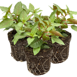 Set of 3 or 6 Large, Outdoor Garden Ready Plants - Fuchsia Bella Lydia (Rose & Violet)
