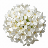 1 Osmanthus Delavayi Plant, Fragrant Evergreen Shrub, Outdoor Garden Ready, 19cm Root Ball
