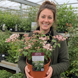 1 Viburnum Tinus Gwenllian Plant, Evergreen Flowering Hardy Garden Shrub, 19cm/3L Root Ball
