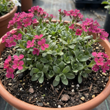 1 Arabis Aubrieta Deep Rose Plant, Hardy Evergreen Alpine Perennial, 2 Litre Root Ball
