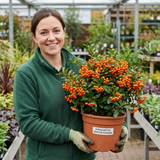 1 Pyracantha Saphyr Orange Firethorn Plant, Evergreen Hardy Hedge Climbing Shrub, 2 Litre Root Ball