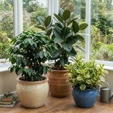 3 Coffee House Houseplant Collection - Coffea Arabica, Ficus Robusta & Peperomia Variegated, 1 Litre Root Ball