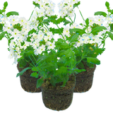 Set of 3 or 6 Large Plants - Verbena Lanai Up White, Ready to Plant in Your Garden