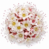 1 Large Plant - Physocarpus Diable D'or, Ready to Plant in Your Garden, 3L Pot