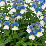 1 Large Plant - Nemesia Nuvo Blue Bicolour 180, Outdoor Garden Ready, 2L Pot