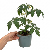 1 Supersteak Beefsteak Tomato Plant, Large High Yield Hardy Outdoor Garden Ready, 2 Litre Root Ball