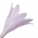 Set of 3 or 6 Large Hosta Plants - Paul's Glory Plantain Lily, Ready to Plant in Your Garden