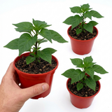 Set of 3 or 6 Large Chilli Pepper Plants - Habanero Chocolate, Ready to Plant in Your Garden