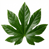 1 Fatsia Japonica Japanese Aralia Plant, Hardy Evergreen Shade Loving Shrub, 7.5 Litre Root-Ball