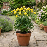 1 Trollius Lemon Queen Globeflower Plant, Spring Flowering Yellow Hardy Perennial, 17cm Root-Ball