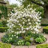 Magnolia Stellata